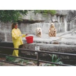 River City Rainwear Co O503L River City Rainwear Large Yellow Zodiac .10 mm PVC Rain Suit With Welded Seams, Snap Front Closure,