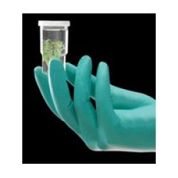Ansell Edmont 25-101-XL Ansell X-Large Green 240 mm NeoTouch 13 mil Neoprene Powder-Free Disposable Gloves With Textured Finger 